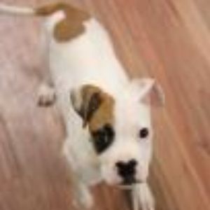 Meet your Posher, Joy